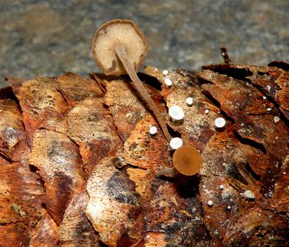 Piliporo su strobilo Picea abies